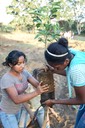 Girls transplanting the citrus tree